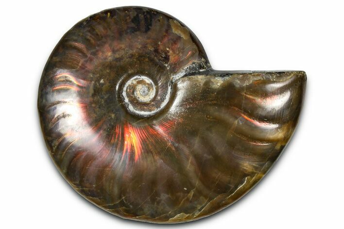 Polished Red Flash Ammonite (Cleoniceras) Fossil - Madagascar #367702